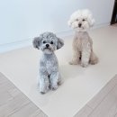 펫바이블 | 강아지 미끄럼방지 매트 추천 애견매트 펫바이블 후기