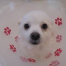 연지 동물병원 이미지