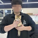 인천강아지분양테디럽