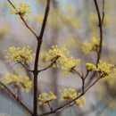 개나리봄약국 이미지