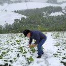 5월16일 설악산 대설 소청40cm 중청20cm 기상정보 이미지