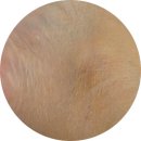 바디브이에스바디 이미지