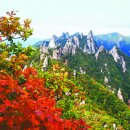 단풍