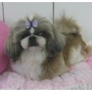 여시발바닥 이미지