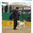 마한애견훈련학교 Daum카페
