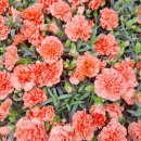 엘플라워 이미지