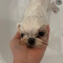 강아지 미용실 이미지