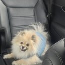 핑코하우스 이미지