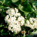 아로니아의 효능 및 먹는 방법 이미지