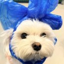 상주애견 이미지