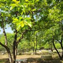 사랑꽃 스테이 이미지