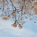 소태마을4세천 | 대구 벚꽃 튤립 명소 가볼 만한 곳 세천 늪 테마 정원