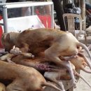 禮신라삼계탕Ⅱ | 「개고기 식용은 한국의 전통 풍속이 아닌가 ― 역사·민속·식민지 정책의 비교문화적 고찰」