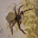 주왕산주산지말이민박 | 가을 여행 | 나비산기사식당 | 영덕 파나크 | 대게원해 | 주산지 | 주왕산 | 소노벨 청송 | 솔샘온천 등등~