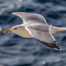 갈매기꿈 이미지