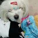 뻬로 아마르 (Perro Amar) | 뻬로아마르 perro amar