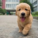 아기강아지 이미지