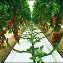 [보은] 방울토마토 2줄 재배로 수량 34% 증수 기술보급 이미지