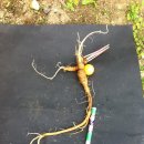 도마1리 이미지