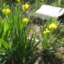 창포농장 이미지