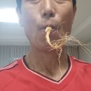 선물도담 | 부모님선물 추천 도담산삼 6년근 산양삼 후기 보관 섭취방법