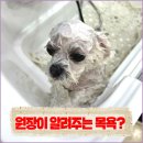 도그유토피아 살롱 네이버블로그