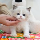 광주강아지분양 고양이분양 미유펫 본점 | 구례고양이분양 미유펫에서 데려왔어요!