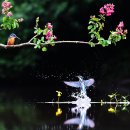 파아란 물총새와 시원한 여름을 ! 이미지