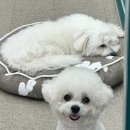 맑은오늘 애견유치원&호텔 네이버블로그