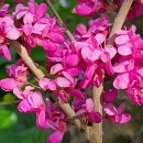 분홍색 꽃의 박태기 나무. 이미지