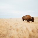 뉴버팔로