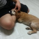 사고뭉치