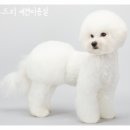 수아리아리애견 이미지