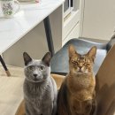 송이의 고양이 소화기 림프종 완전관해유지중 (2)_영양제정보