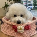 광주 한사랑동물병원 이미지