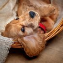 반려동물관리사과정 이미지