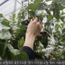 양지대추농원