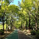 소나무부분정비 이미지