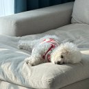 집밥요리와 캠핑요리(주말) | 감자탕밀키트 5분 조리로 간편하게 만드는 참이맛 블랙과 레드 집밥 장인 후기