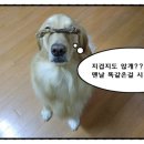 헬시펫 | [골든리트리버] 푸짐해도 넘~~~흐 푸짐햇 ♡ - 헬시펫 이용후기