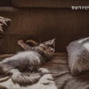 삼익가구금성침대