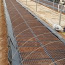 제내농장 이미지