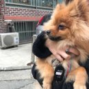 도그앤미 이미지