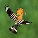 후푸(HOOPOE)