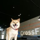 크로스핏 테디짐 동탄 이미지