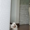 아침동물병원 이미지