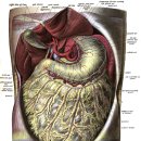 간과 횡격막 Liver and diaphragm 이미지