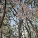 호숫가힐튼 | 경주 여행 분홍빛 설렘이 가득한 곳, 경주 벚꽃 명소 베스트 3 🌸