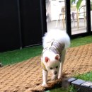 도그와트 이미지