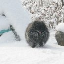 골든힐폼 이미지